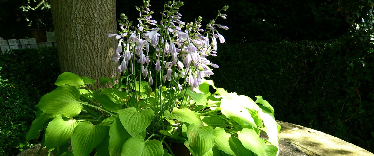 Hosta (bohyška)